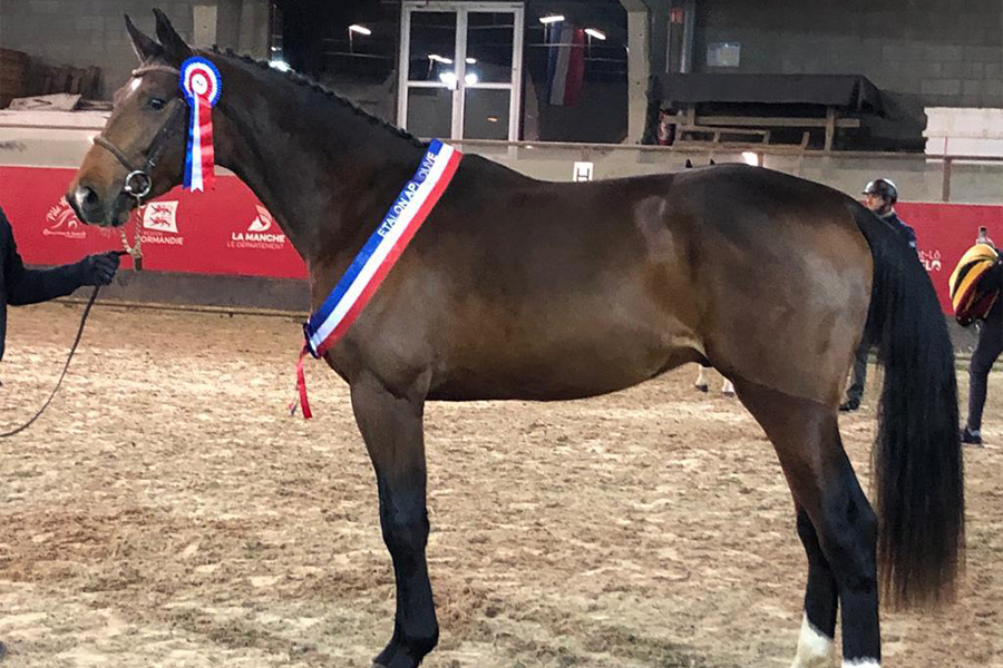 gavillero Sementales